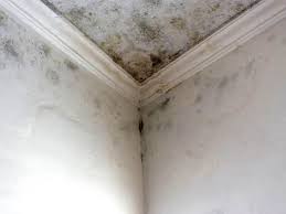 Best Mold Odor Removal Services  in Lost Hills, CA